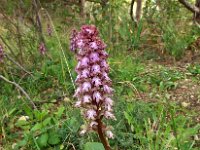 Himantoglossum robertianum 3, Hyacintorchis, Saxifraga-Hans Dekker