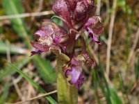 Himantoglossum robertianum 32, Hyacintorchis, Saxifraga-Hans Dekker