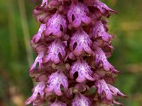 Himantoglossum robertianum 4, Hyacintorchis, Saxifraga-Hans Dekker