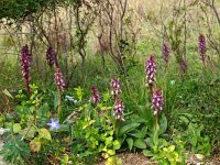 Himantoglossum robertianum 5, Hyacintorchis, Saxifraga-Hans Dekker