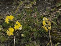 Hippocrepis comosa 14, Paardenhoefklaver, Saxifraga-Willem van Kruijsbergen