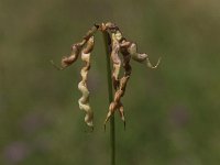 Hippocrepis comosa 15, Paardenhoefklaver, Saxifraga-Peter Meininger