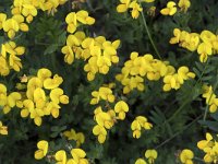 Hippocrepis comosa 18, Paardenhoefklaver, Saxifraga-Willem van Kruijsbergen