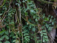 Hippocrepis comosa 22, Paardenhoefklaver, Saxifraga-Ed Stikvoort