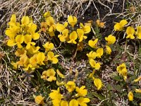 Hippocrepis comosa 26, Paardenhoefklaver, Saxifraga-Harry Jans