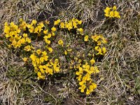 Hippocrepis comosa 27, Paardenhoefklaver, Saxifraga-Harry Jans