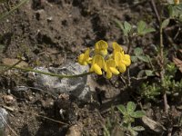 Hippocrepis comosa 30, Paardenhoefklaver, Saxifraga-Willem van Kruijsbergen