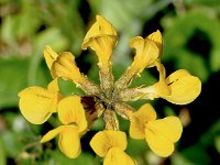 Hippocrepis comosa 32, Paardenhoefklaver, Saxifraga-Sonja Bouwman  935. Paardenhoefklaver - Hippocrepis comosa - Fabaceae familie (i)