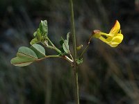 Hippocrepis emerus ssp emerus 4, Saxifraga-Jan van der Straaten