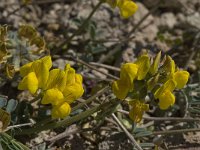 Hippocrepis nevadensis 2, Saxifraga-Willem van Kruijsbergen