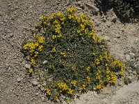 Hippocrepis nevadensis 6, Saxifraga-Willem van Kruijsbergen