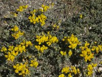 Hippocrepis nevadensis 7, Saxifraga-Willem van Kruijsbergen