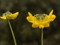 Hippocrepis scabra 2, Saxifraga-Willem van Kruijsbergen