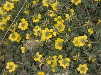 Hippocrepis scabra 3, Saxifraga-Jan van der Straaten