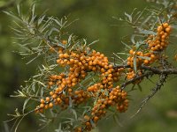 Hippophae rhamnoides 13, Duindoorn, Saxifraga-Jan van der Straaten