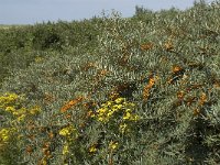 Hippophae rhamnoides 14, Duindoorn, Saxifraga-Willem van Kruijsbergen