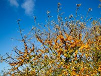 Hippophae rhamnoides 15, Duindoorn, Saxifraga-Bart Vastenhouw