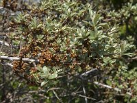 Hippophae rhamnoides 16, Duindoorn, Saxifraga-Jan van der Straaten