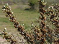 Hippophae rhamnoides 17, Duindoorn, Saxirfraga-Jan van der Straaten