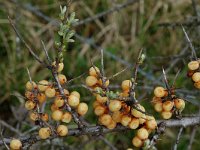 Hippophae rhamnoides 2, Duindoorn, Saxifraga-Marijke Verhagen