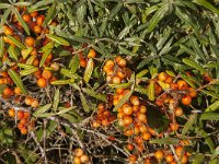 Hippophae rhamnoides 37, Duindoorn, Saxifraga-Jan van der Straaten