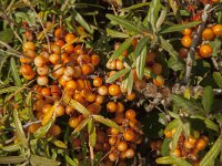 Hippophae rhamnoides 38, Duindoorn, Saxifraga-Jan van der Straaten