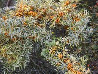 Hippophae rhamnoides 40, Duindoorn, Saxifraga-Roel Meijer  Common Sea-buckthorn (Hippophae rhamnoides) with berries : autumn, autumnal, berries, berry, common sea-buckthorn, flora, floral, fruits, Hippophae rhamnoides, natural, nature, orange, sea-buckthorn, shrub, vascular