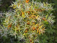 Hippophae rhamnoides 41, Duindoorn, Saxifraga-Roel Meijer  Common Sea-buckthorn (Hippophae rhamnoides) with berries : autumn, autumnal, berries, berry, common sea-buckthorn, flora, floral, fruits, Hippophae rhamnoides, natural, nature, orange, sea-buckthorn, shrub, vascular