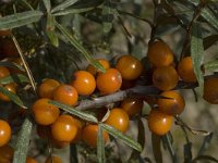 Hippophae rhamnoides 5, Duindoorn, Saxifraga-Jan van der Straaten