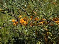 Hippophae rhamnoides 7, Duindoorn, Saxifraga-Jan van der Straaten