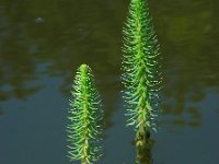 Hippuris vulgaris 18, Lidsteng, Saxifraga-Ed Stikvoort