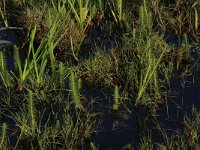 Hippuris vulgaris 19, Lidsteng, Saxifraga-Hans Boll