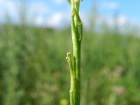 Hirschfeldia incana 15, Grijze mosterd, Saxifraga-Rutger Barendse