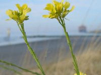 Hirschfeldia incana 2, Grijze mosterd, Saxifraga-Ed Stikvoort