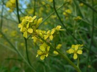 Hirschfeldia incana 4, Grijze mosterd, Saxifraga-Ed Stikvoort