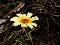 Hispidella hispanica 9, Saxifraga-Ed Stikvoort