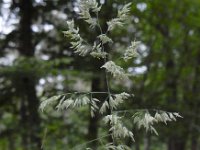 Holcus lanatus 24, Gestreepte witbol, Saxifraga-Ed Stikvoort