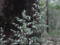 Holcus lanatus 26, Gestreepte witbol, Saxifraga-Ed Stikvoort