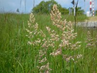 Holcus lanatus 27, Gestreepte witbol, Saxifraga-Ed Stikvoort