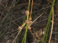 Holoschoenus vulgaris 2, Saxifraga-Jasenka Topic