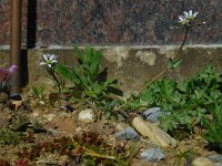 Holosteum umbellatum 12, Heelbeen, Saxifraga-Ed Stikvoort