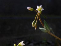 Holosteum umbellatum 13, Heelbeen, Saxifraga-Ed Stikvoort