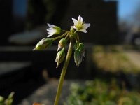 Holosteum umbellatum 14, Heelbeen, Saxifraga-Ed Stikvoort