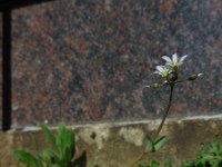 Holosteum umbellatum 15, Heelbeen, Saxifraga-Ed Stikvoort