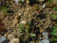 Holosteum umbellatum 5, Heelbeen, Saxifraga-Ed Stikvoort