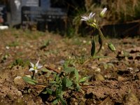 Holosteum umbellatum 8, Heelbeen, Saxifraga-Ed Stikvoort