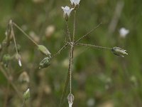 Holosteum umbellatum ssp umbellatum 2, Heelbeen, Saxifraga-Willem van Kruijsbergen