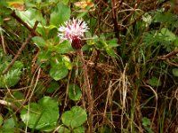 Homogyne alpina 10, Saxifraga-Ed Stikvoort