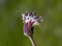 Homogyne alpina 2, Saxifraga-Jan van der Straaten