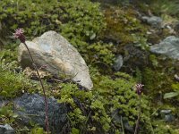 Homogyne alpina 3, Saxifraga-Willem van Kruijsbergen